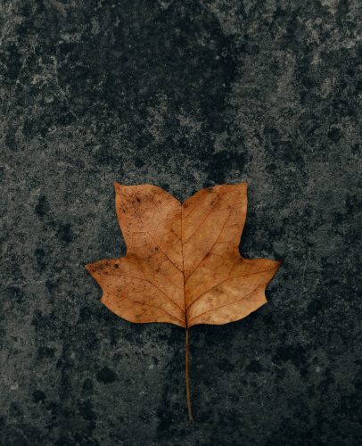 clay-banks-qcse15im24I-unsplash clay-banks-qcse15im24I-unsplash
